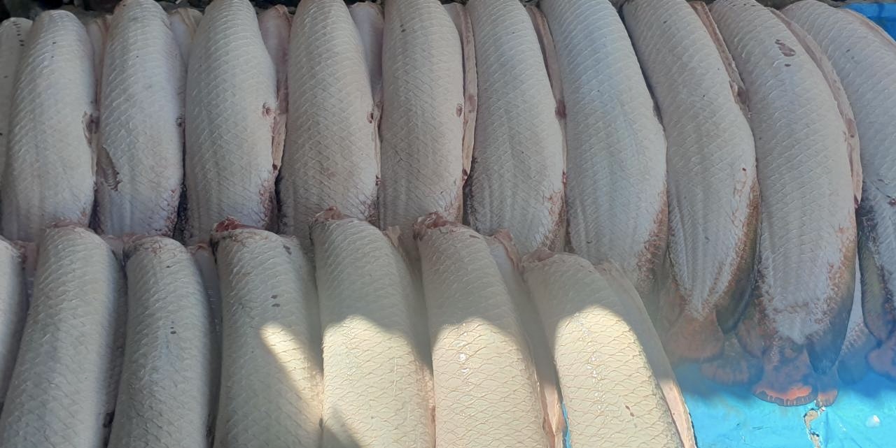 Aufgereiht Ohne Schuppen