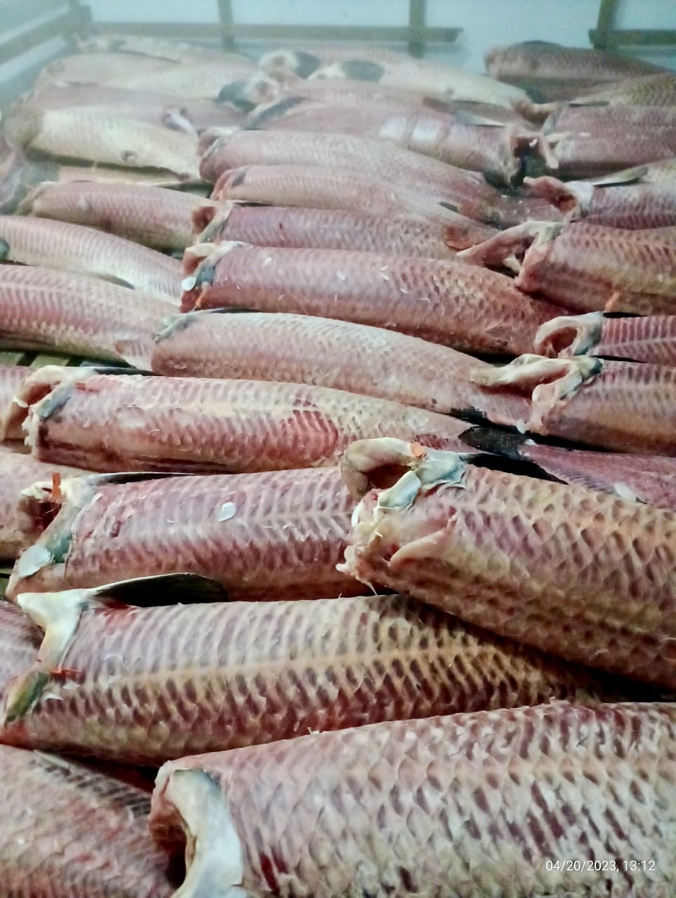 Lined UP Phne Schuppen