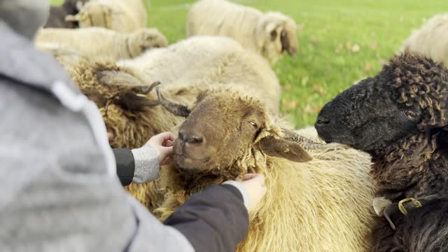 Max Goldschafe UnteräGeri